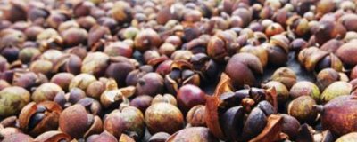 油茶茶殼做肥料有什么好處，可促進(jìn)作物的生長