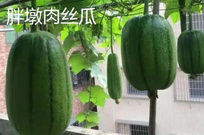 短棒形絲瓜品種有哪些，常見(jiàn)的有胖胖1號(hào)、牛奶2號(hào)、亞華短棒等