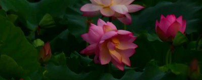 并蒂蓮的花語，寓意夫妻恩愛、兄弟和諧等