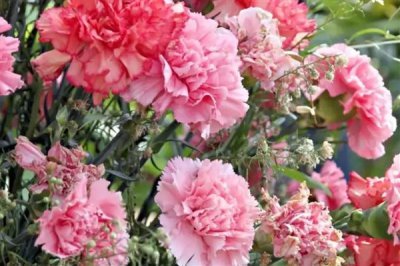 康乃馨的花語，寓意母愛之情、尊敬之情等