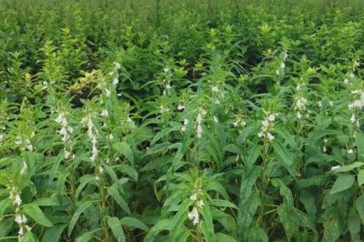 玄參的種植技術(shù)，選擇肥沃的腐殖質(zhì)土和沙壤土為佳