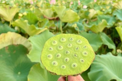 蓮蓬的寓意，寓意多子多孫