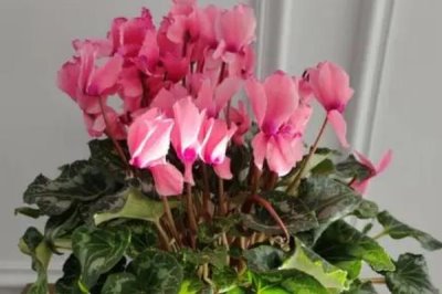 仙客來不開花如何處理，適當創(chuàng)造低溫條件有助于花朵開放
