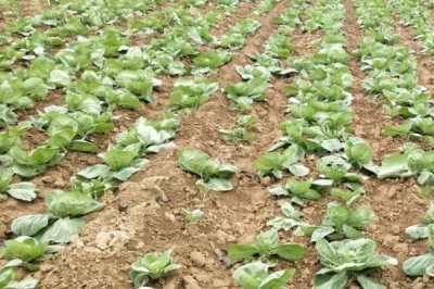 油菜移植栽培方法，堅持因地制宜