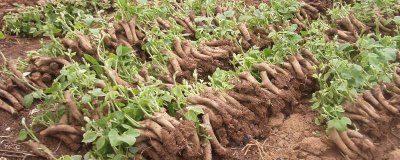 菜用葛根的種植前景，目前來看前景較廣闊