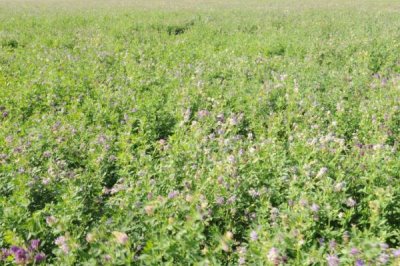 苜蓿種植管理技術(shù)，種植過程中要注意做好追肥工作