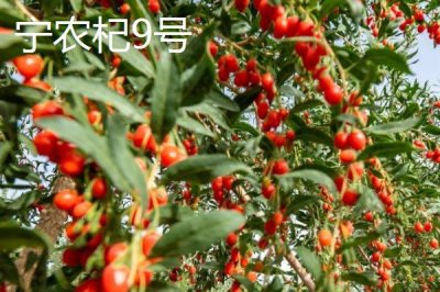 枸杞在哪里有產(chǎn)，我國(guó)寧夏是全國(guó)范圍內(nèi)最大的產(chǎn)地