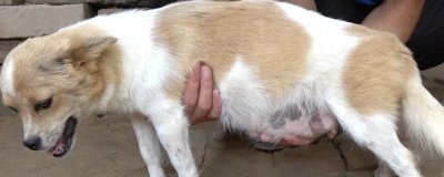 狗狗懷孕吃什么有營養(yǎng)，懷孕初期不用喂養(yǎng)的太好