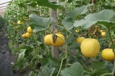 大棚洋香瓜的肥水管理技術(shù)，應(yīng)施足基肥并及時(shí)追肥