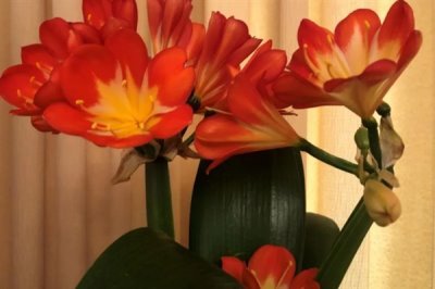 君子蘭開雙枝花的寓意，寓意幸福美滿、富貴吉祥等
