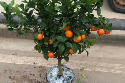 橙子樹盆栽從沒結(jié)過果是什么原因，可能是土壤條件不當(dāng)或修剪不合理等