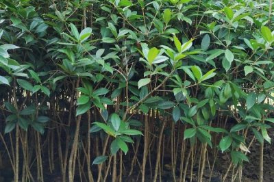 佛頂珠桂花苗的價格，批發(fā)價約2-3元/棵