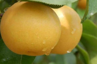 姜堰籪蟹是哪里的特產(chǎn)，是泰州市姜堰區(qū)特產(chǎn)