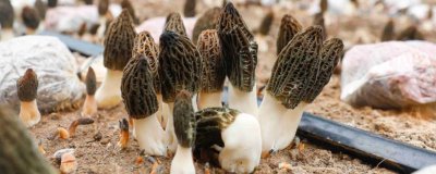 羊肚菌的種植技術(shù)，在10-12月份進(jìn)行播種
