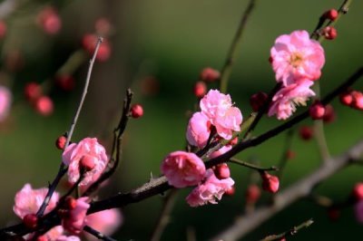 梅蘭竹菊的寓意，梅花寓意百折不撓