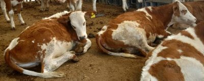 肉牛快速育肥技術(shù)，可選用我國的地方良種