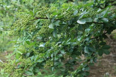 花椒播種時間和方法，春秋季節(jié)均可適期播種