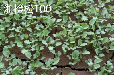 青梗松花菜苗的價(jià)格，一株需要0.1-0.5元左右