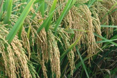 湘兩優(yōu)900水稻品種簡介，中等肥力水平田