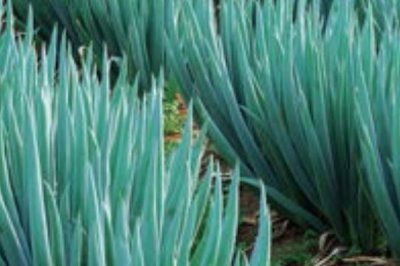 雨天如何通過噴藥防治蔥銹病，在藥液中添加洗衣粉可增強(qiáng)防效