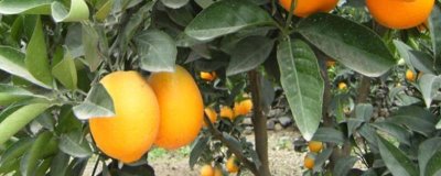 橙子樹盆栽從沒結(jié)過果是什么原因，可能是土壤條件不當(dāng)或修剪不合理等