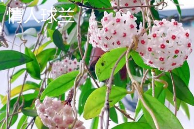 球蘭怎么養(yǎng)殖以及要注意什么，需按照“見干見濕”的原則提供水分