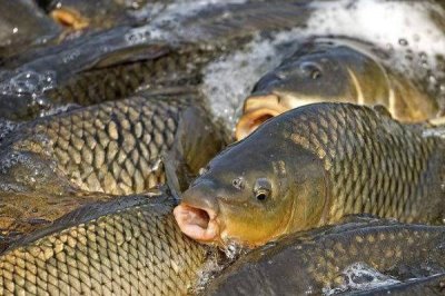 中科五號(hào)鯽魚苗的價(jià)格，一尾需要0.2-0.3元左右