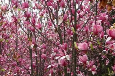 紫玉蘭是什么植物，為中國兩千多年的傳統(tǒng)花卉