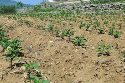 甘薯高產種植方法，深耕土壤有助提高產量