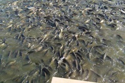 草魚(yú)如何養(yǎng)殖，可分級(jí)輪養(yǎng)和輪捕輪放