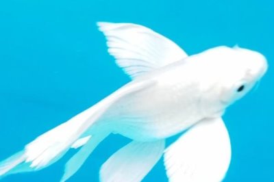 蝴蝶鯉混養(yǎng)最佳搭配，可與錦鯉、龍魚或龍虎魟混養(yǎng)