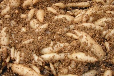 天麻的種植環(huán)境和條件，首先要培育出一定數量的優(yōu)質蜜環(huán)菌材