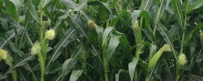 粵白甜糯5號(hào)玉米種子特征特性，注意防治紋枯病