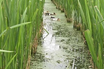 茭白怎么種植才能高產(chǎn)，關(guān)鍵是要進(jìn)行水旱輪作