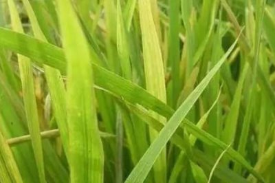 啟源優(yōu)528水稻品種簡介，每畝有效穗數(shù)18.7萬穗