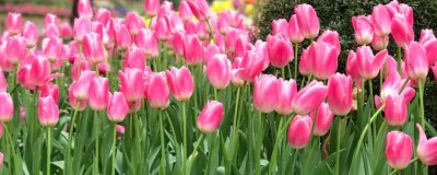 和女生第一次見(jiàn)面適合送什么花，可選擇郁金香、百合花等