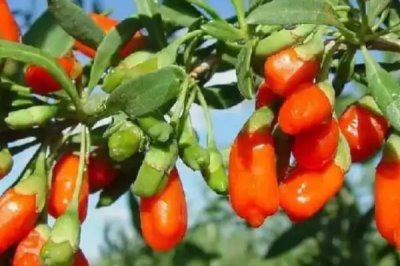 枸杞主產(chǎn)于哪些省份，寧夏、內(nèi)蒙古、甘肅、河北等省份是主產(chǎn)地