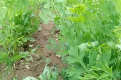 防風(fēng)種植時間，北方在4-5月，南方可在3月底播種