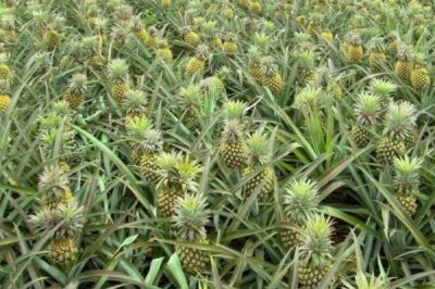 種植菠蘿的條件，年降雨量需達(dá)到500-2800毫米
