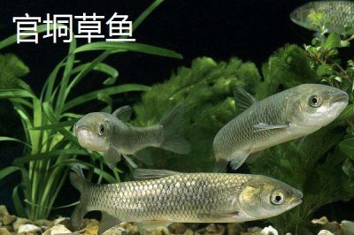 廣西浦北縣的特產(chǎn)，有“世界長(zhǎng)壽之鄉(xiāng)”的稱號(hào)