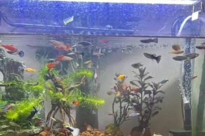 冬天喂魚吃什么，大多數(shù)的魚兒都會(huì)吃水蚤、水虱、水蚯蚓等