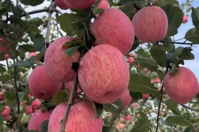 農(nóng)村種植項(xiàng)目適合選什么，紅富士蘋果具有可觀前景