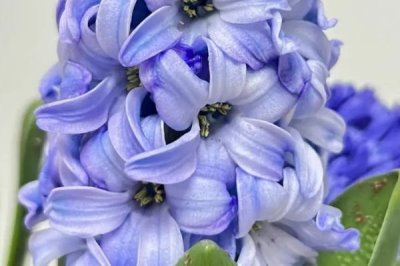 白色花卉品種，包括水仙花、梔子花、茉莉花等種類
