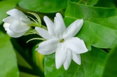 白色茉莉的花語(yǔ)，寓意喜愛(ài)之情、純潔無(wú)暇等