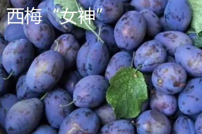 早紅李的產(chǎn)地，原產(chǎn)于日本