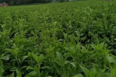 種植白術(shù)有哪些風(fēng)險(xiǎn)，容易遇到產(chǎn)量低、天氣惡劣、成本日益增加等問題