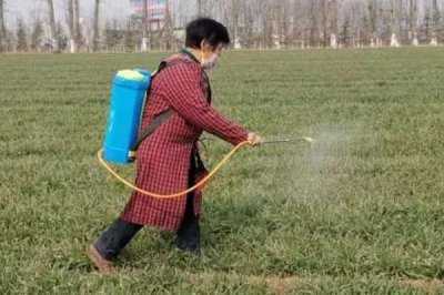 小麥的管理及用藥方法，不同生長階段的管理方法不同