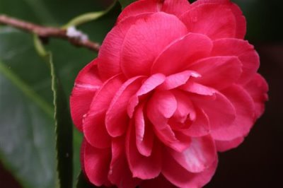 山茶花的花語(yǔ)是什么，寓意謙讓高潔、理想的愛(ài)等