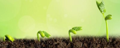 植物生長(zhǎng)激素的類型，公認(rèn)種類包括5個(gè)