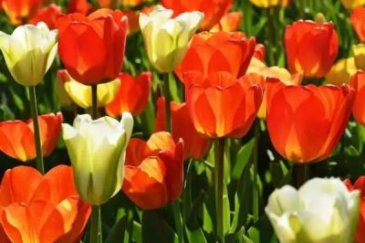 郁金香的花語是什么，寓意無盡的愛、清高戀情等